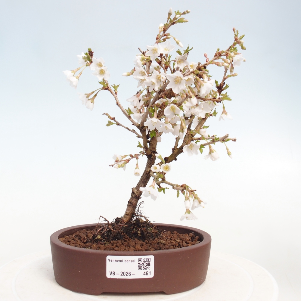 Bonsai für draußen - Prunus incisa Kojou-no mai-Plivon ausgeschnitten