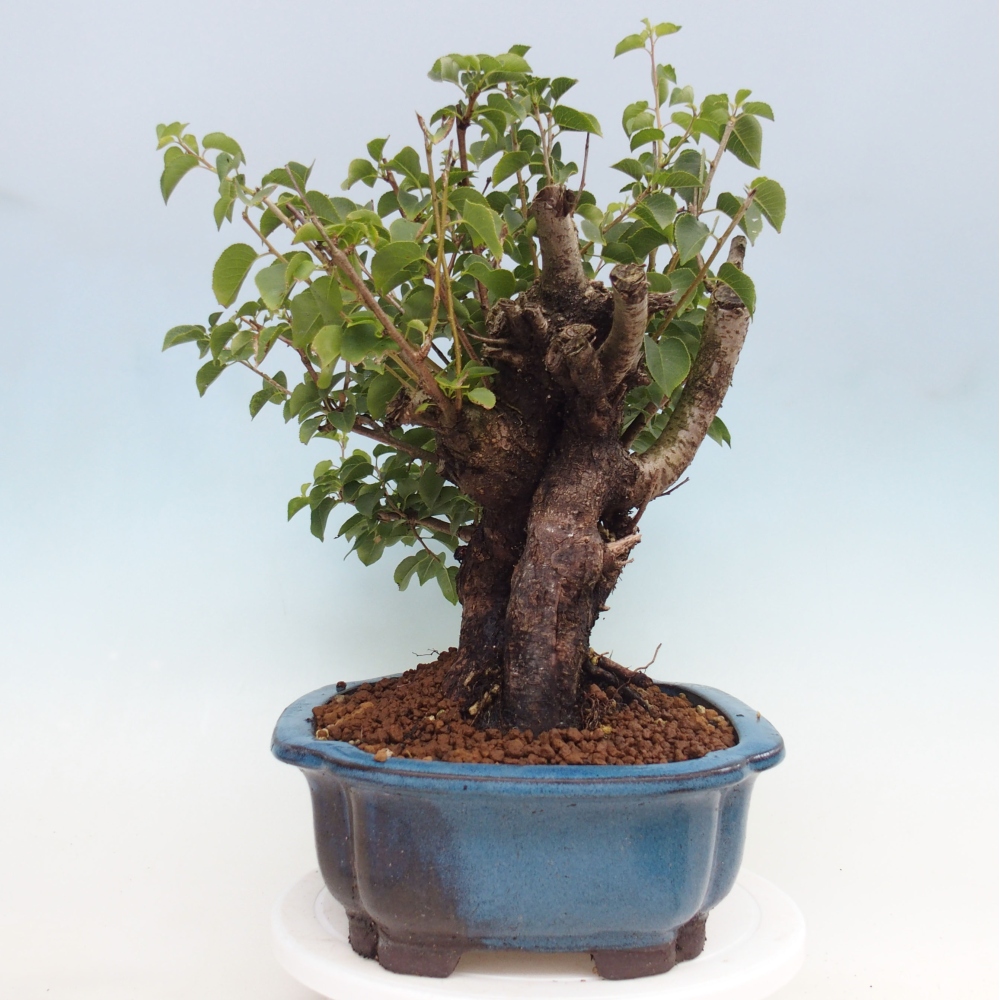 Bonsai für draußen - Mahalebka - Prunus mahaleb