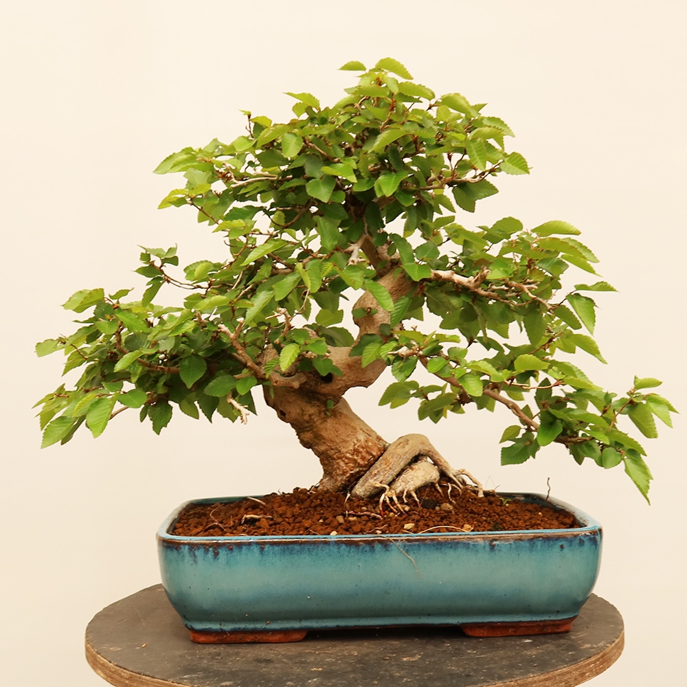 Bonsai für draußen - Karpinus Coreana - Koreanische Hainbuche