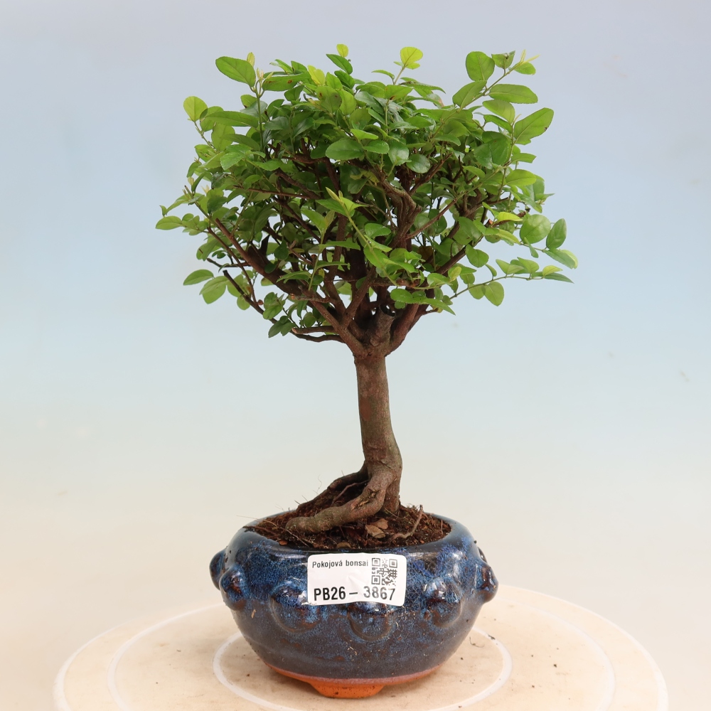 Zimmer Bonsai - Sageretia thea - Sageretia thea