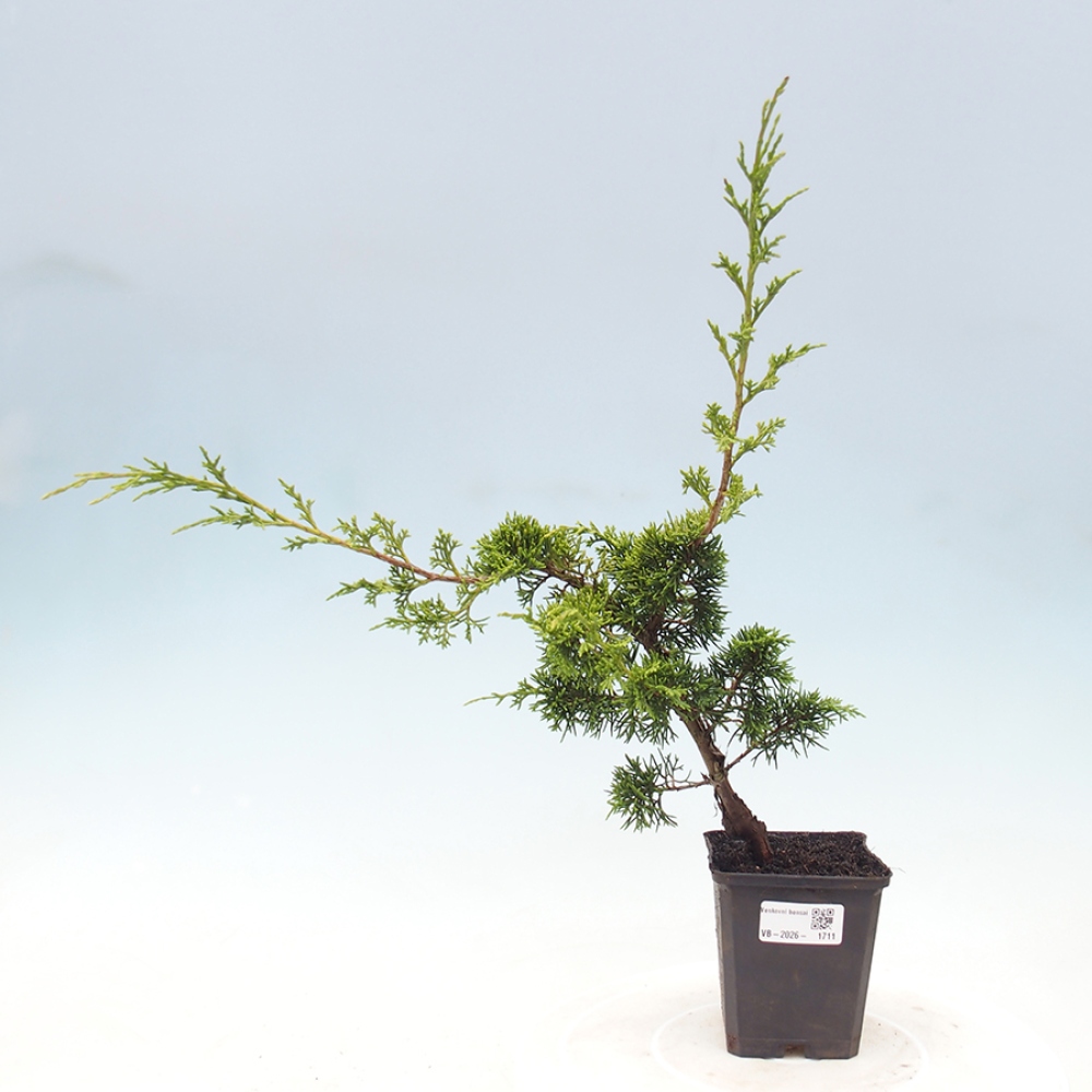 Bonsai für draußen - Juniperus chinensis Itoigawa