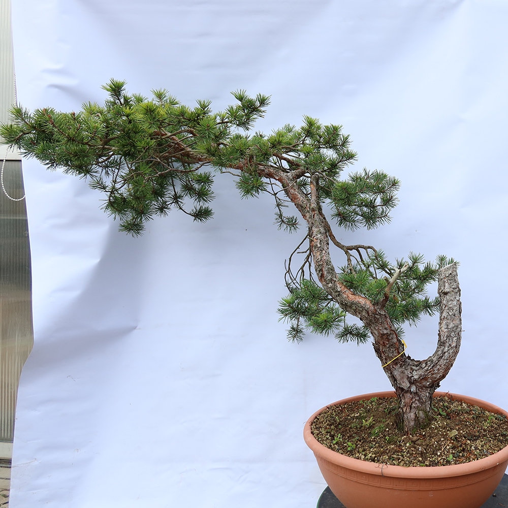 Pinus sylvestris Spanien – Waldkiefer