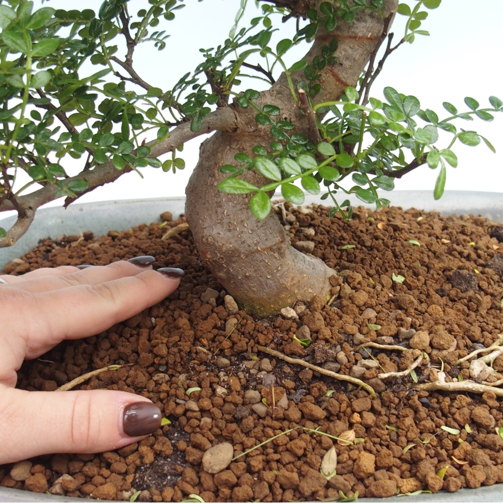 Zimmer Bonsai - Zantoxylum piperitum - Pfefferbaum