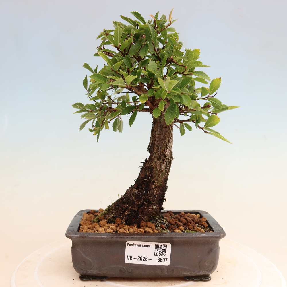 Bonsai für draußen - Zelkova - Zelkova NIRE