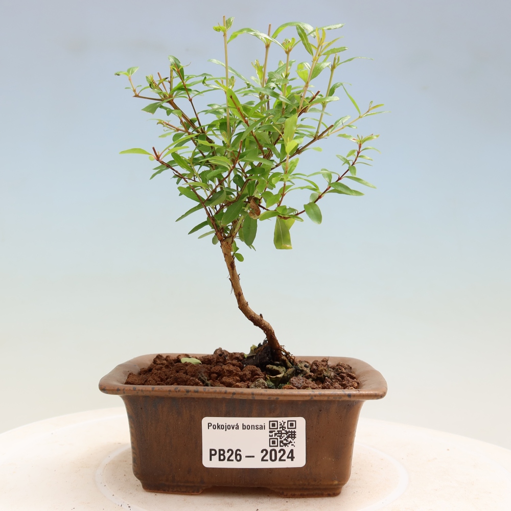 Zimmer-Bonsai-PUNICA granatum nana-Apfel-Granatapfel