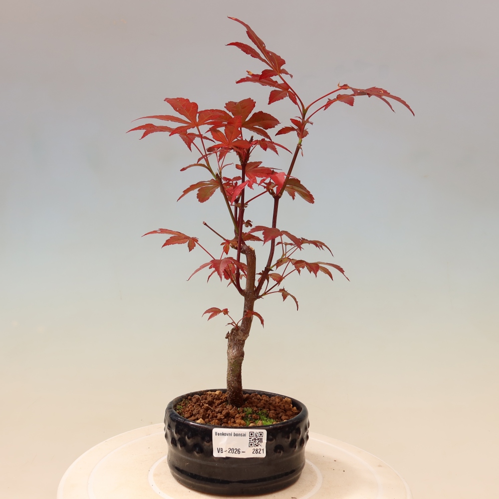 Bonsai für draußen - Acer-Palme. Atropurpureum-Javor palmate