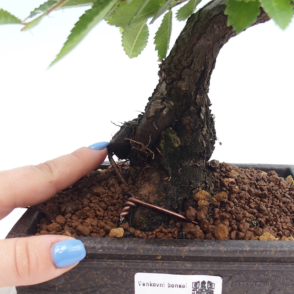 Bonsai für draußen - Zelkova - Zelkova NIRE