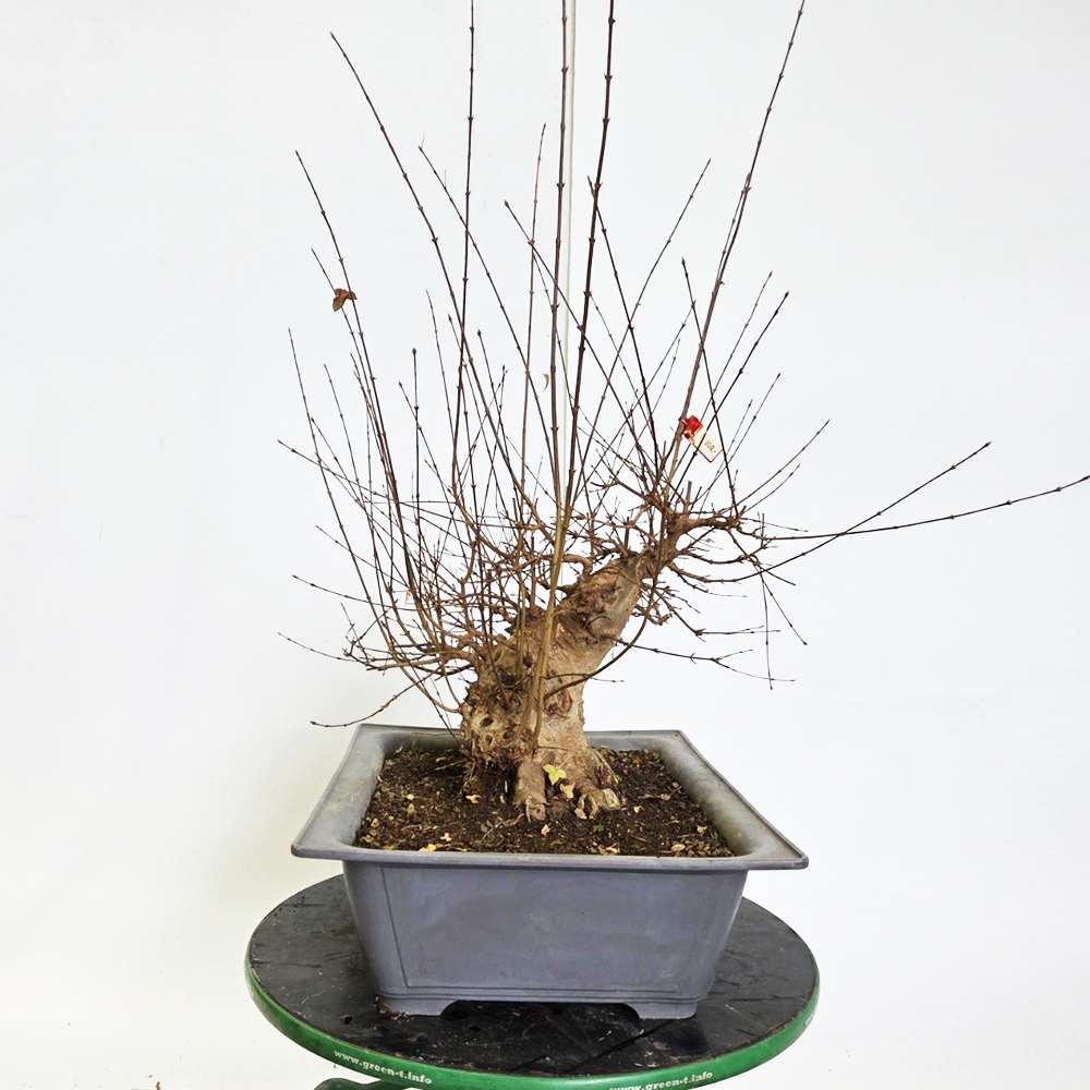 Freiland Bonsai Ahorn Burger - Acer Burgeriana