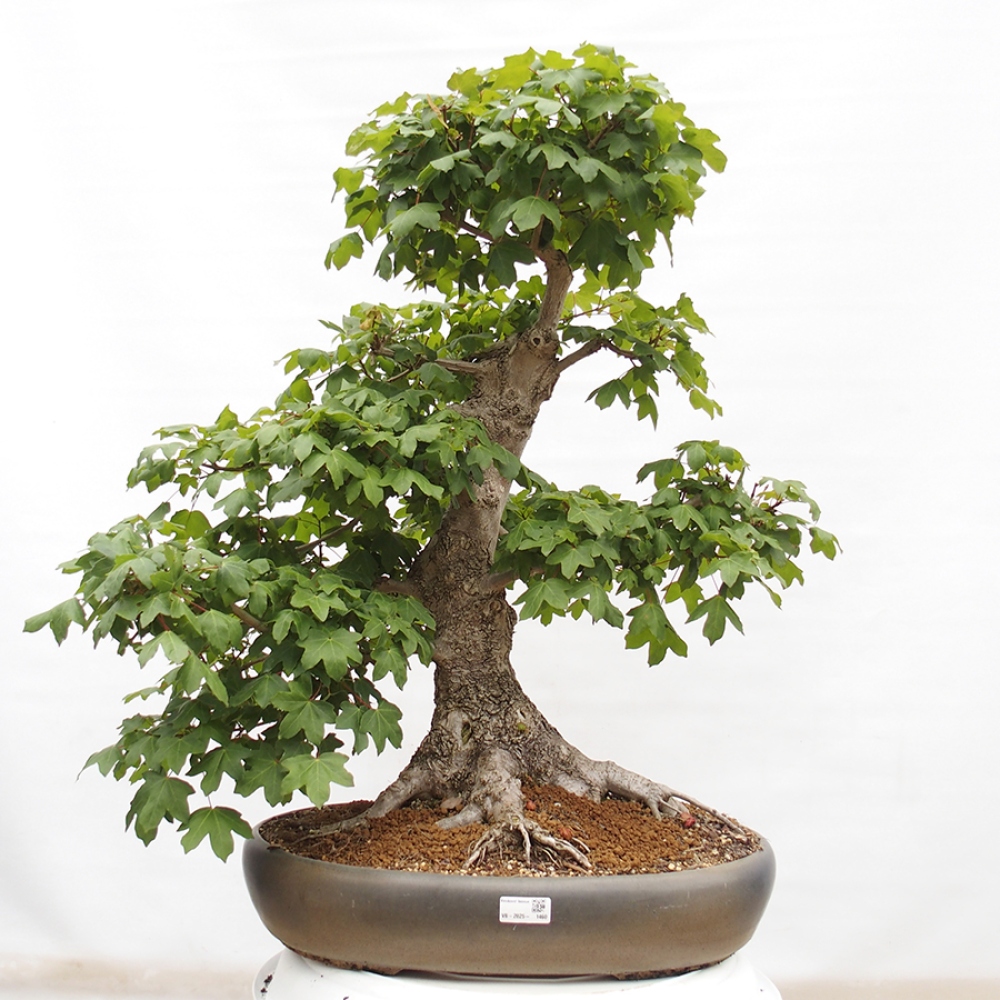 Bonsai für draußen -Javor babyka - Acer campestre