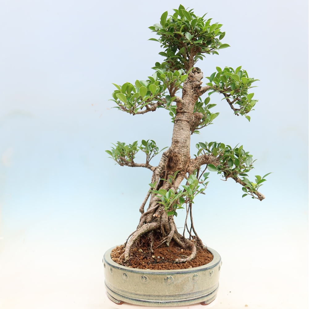 Zimmerbonsai - Ficus kimmen - Kleinblättriger Ficus