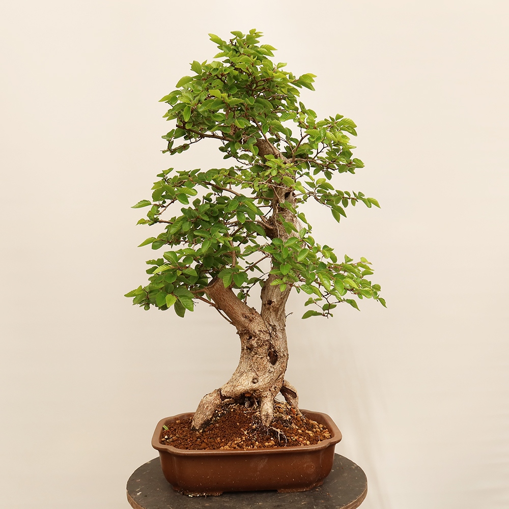 Bonsai für draußen - Karpinus Coreana - Koreanische Hainbuche