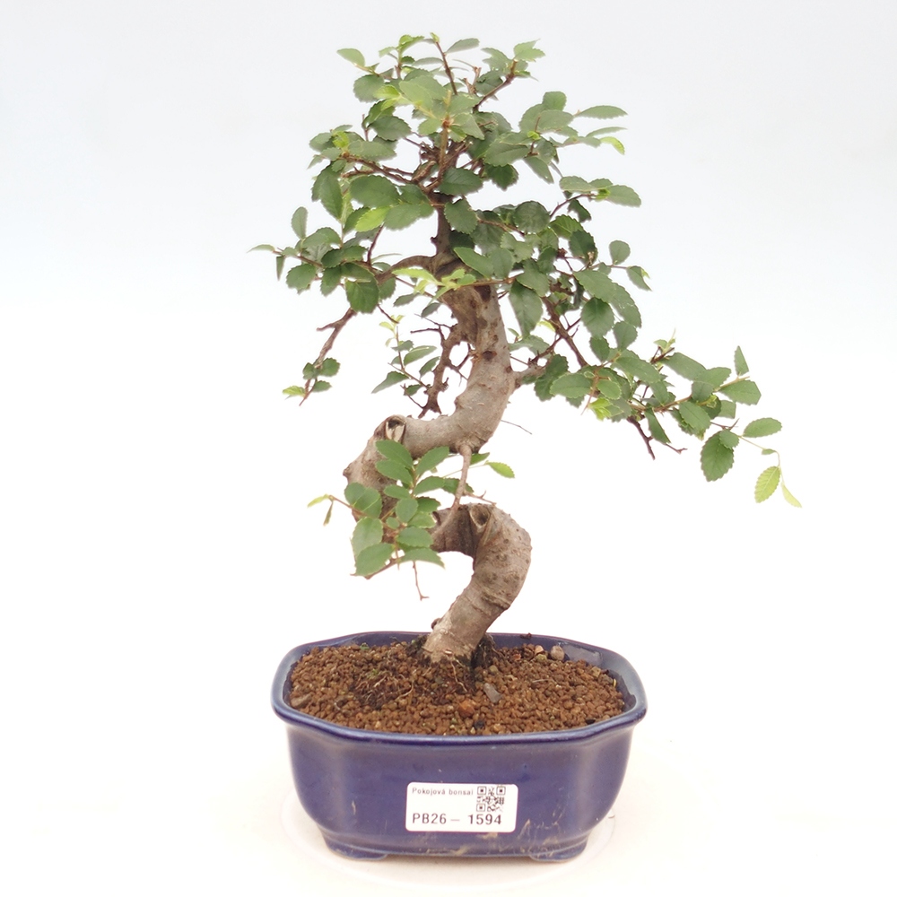 Zimmerbonsai - Ulmus parvifolia - Kleinblättrige Ulme