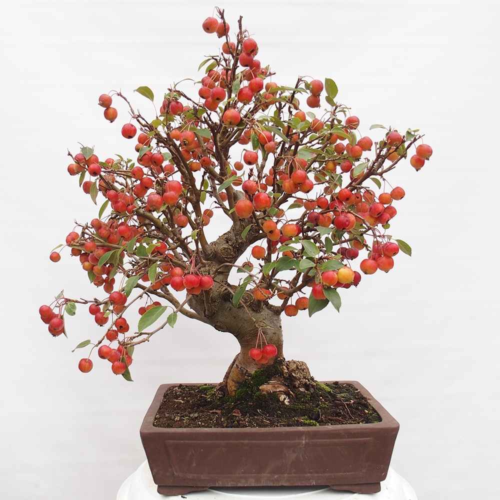 Outdoor-Bonsai -Malus halliana - Kleinfrüchtiger Apfelbaum
