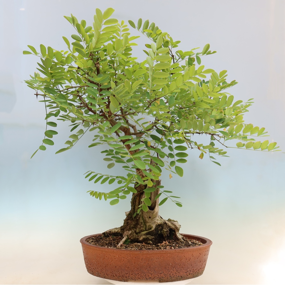 Bonsai für draußen - Dorn-Akazie - Robinia pseudoacacia