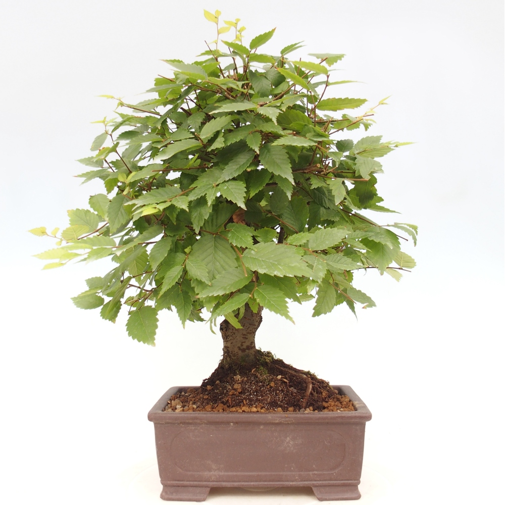 Bonsai für draußen - Zelkova - Zelkova NIRE