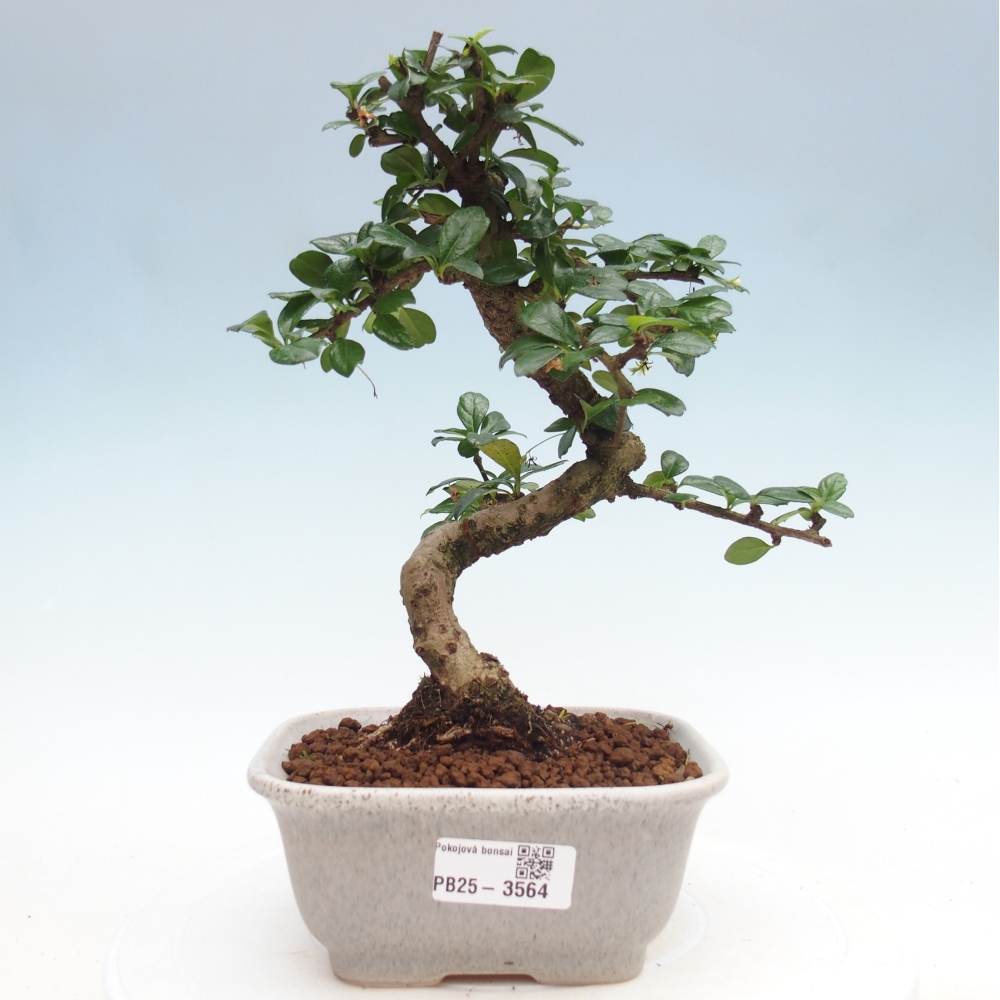 Zimmer-Bonsai - Carmona macrophylla - Tee-Fuki