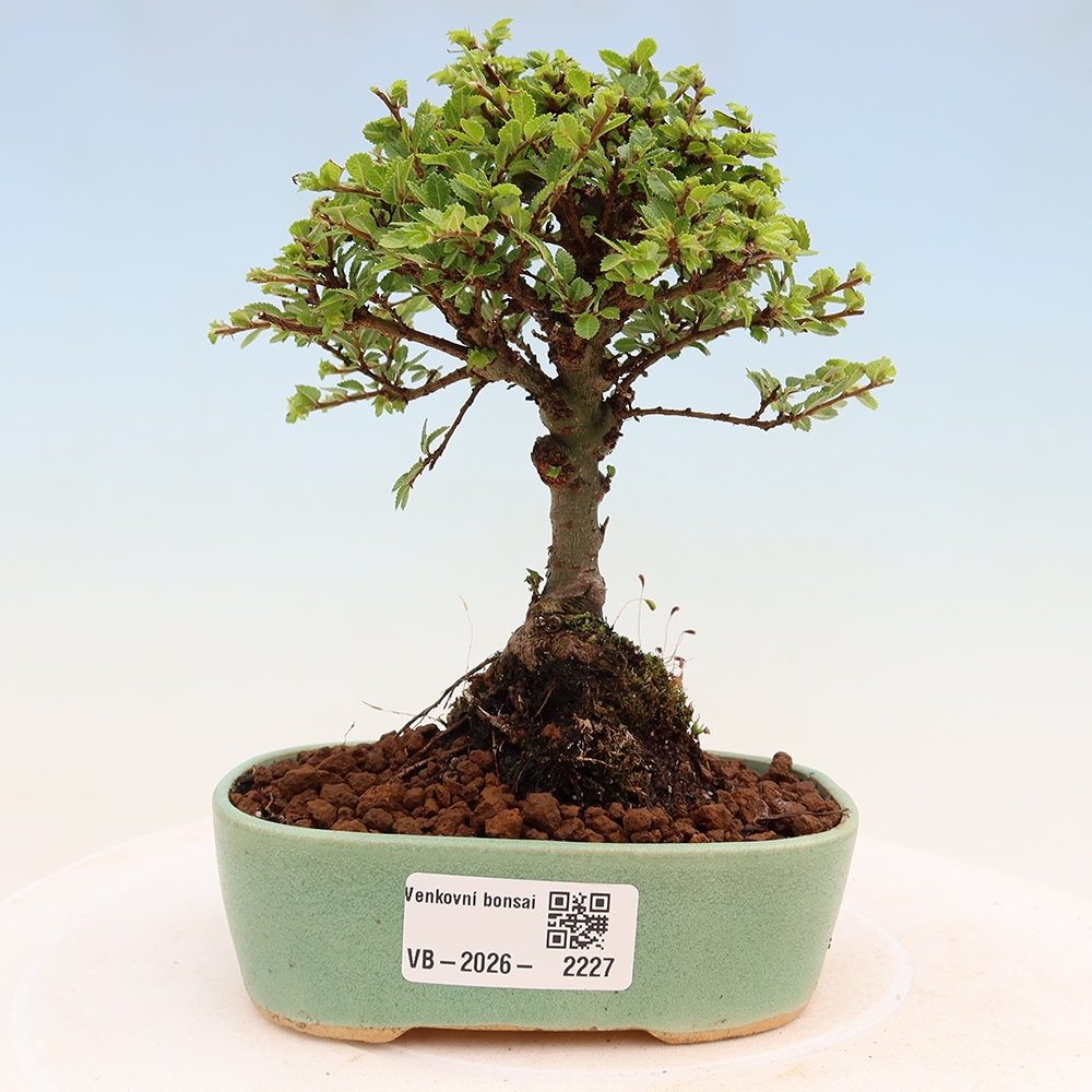 Bonsai für draußen - Ulmus parvifolia Sagei - Kleinblättrige Ulme