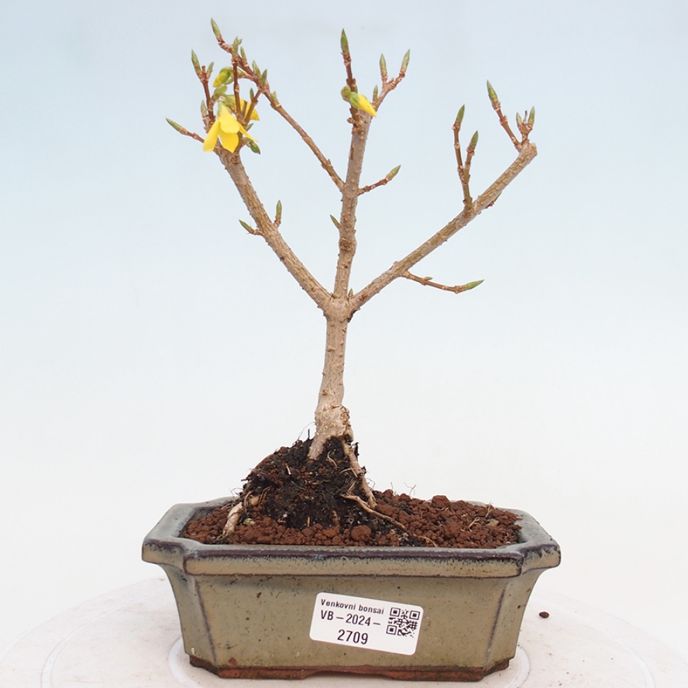 Bonsai für draußen - Zlatice - Forsythia intermedia