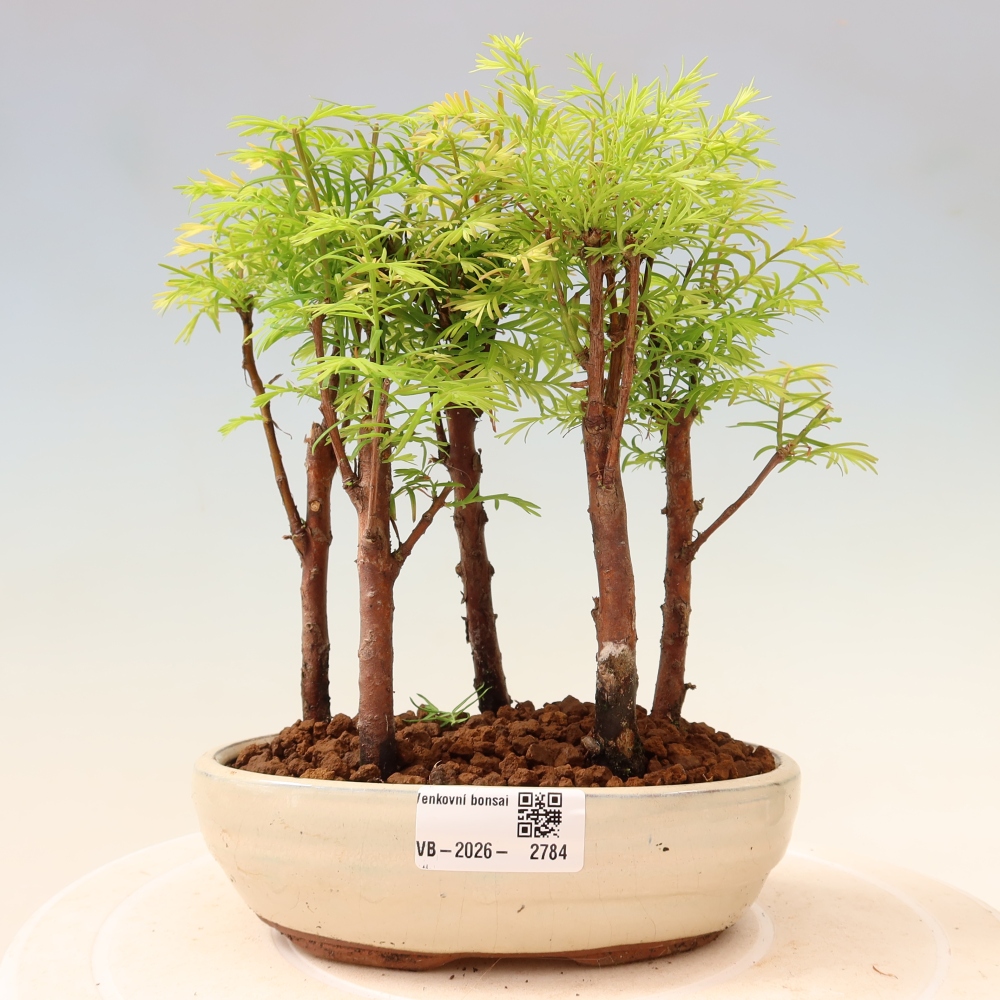 Bonsai für den Außenbereich – Metasequoia glyptostroboides – Chinesische Metasequoia – Wäldchen