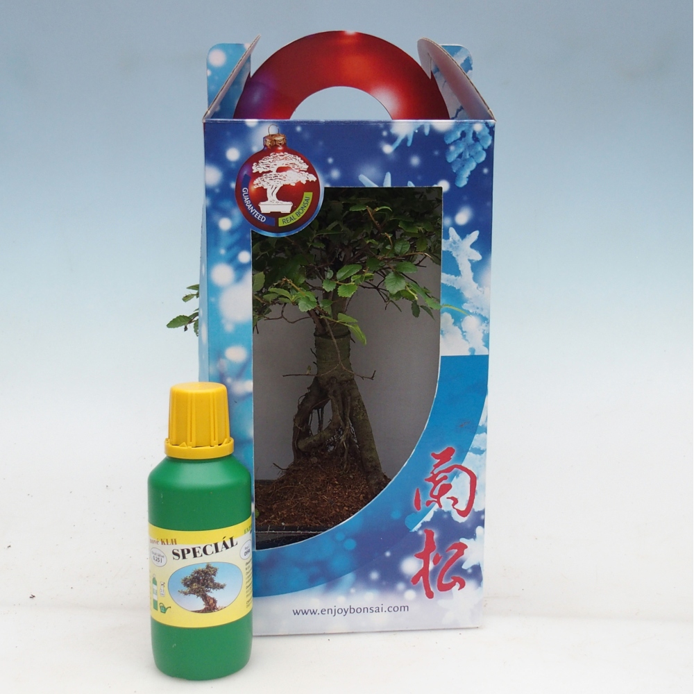 Ulmus parvifolia - Chinesische Ulme