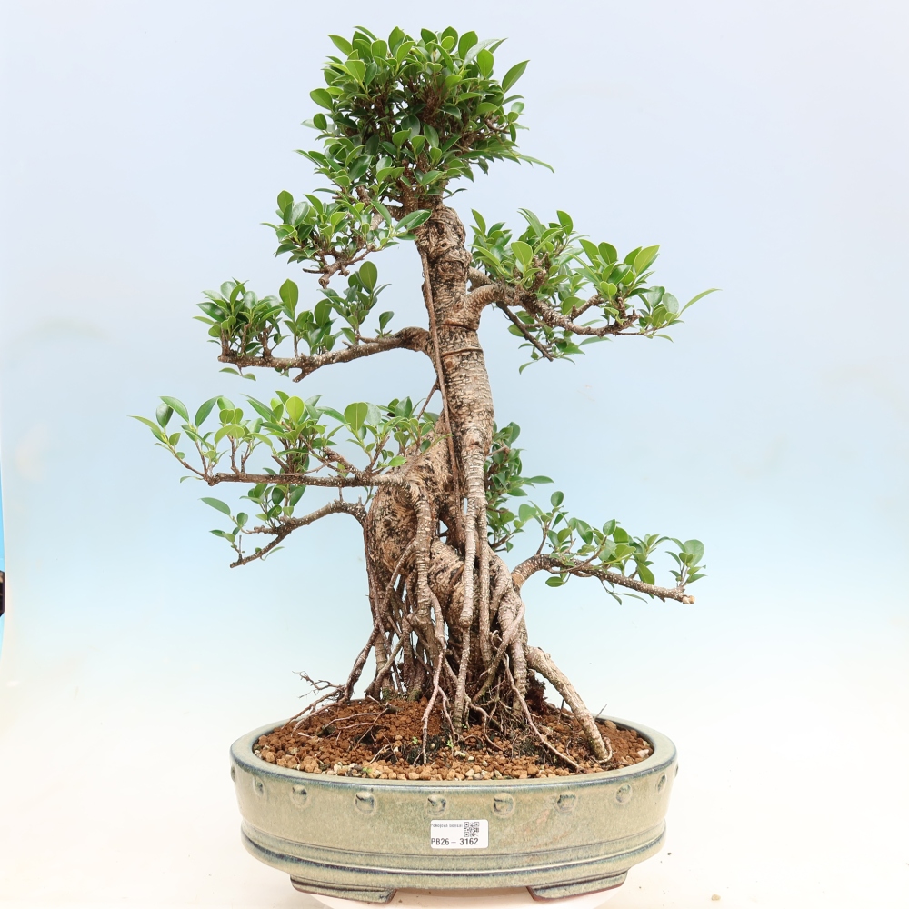 Zimmerbonsai - Ficus kimmen - Kleinblättriger Ficus
