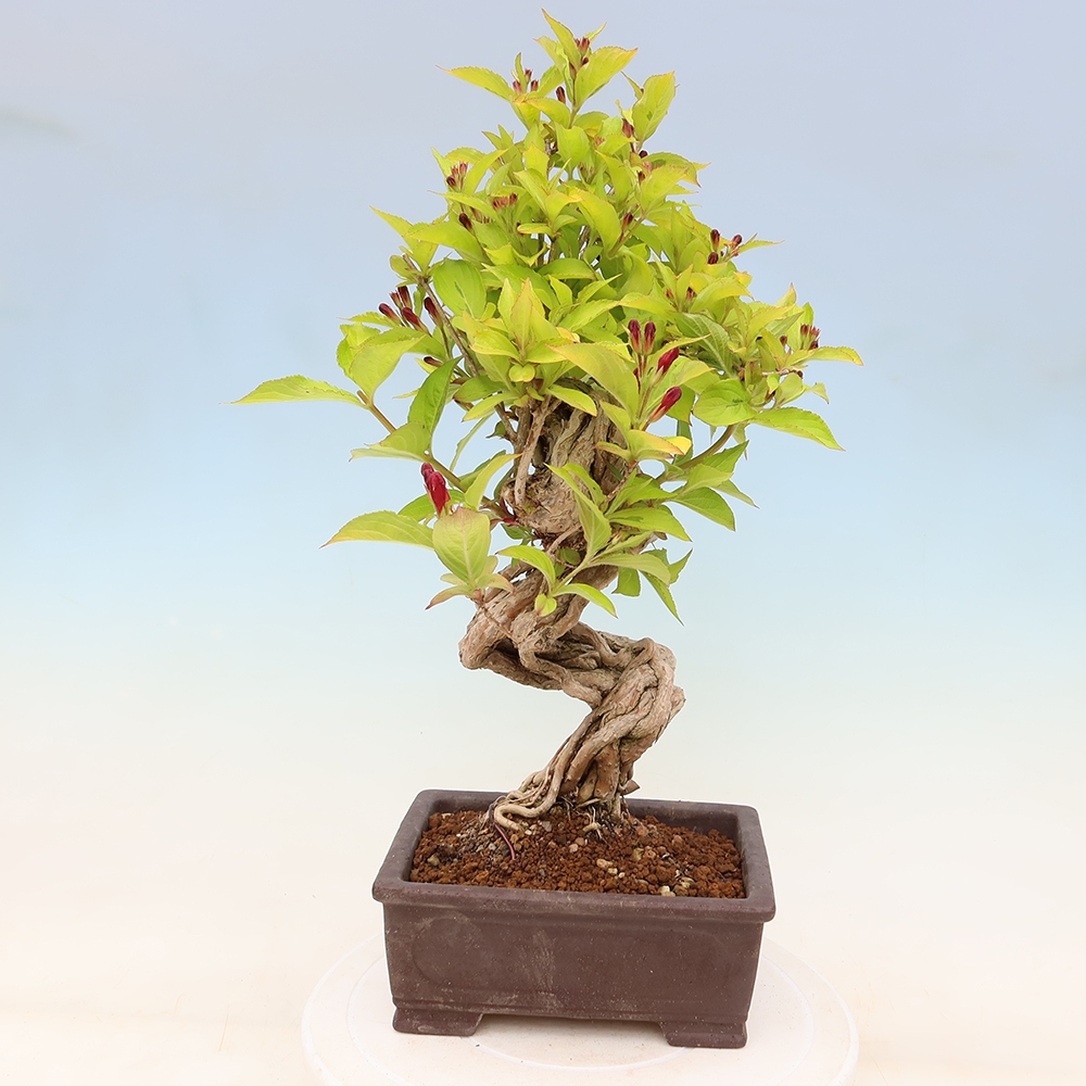 Freiland-Bonsai – Weigela subsessilis – Koreanische Weigela