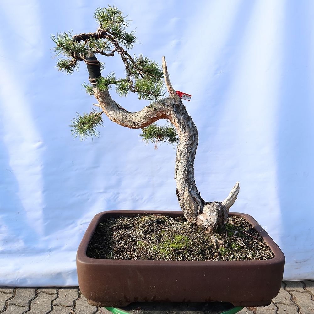 Pinus sylvestris Spanien – Waldkiefer