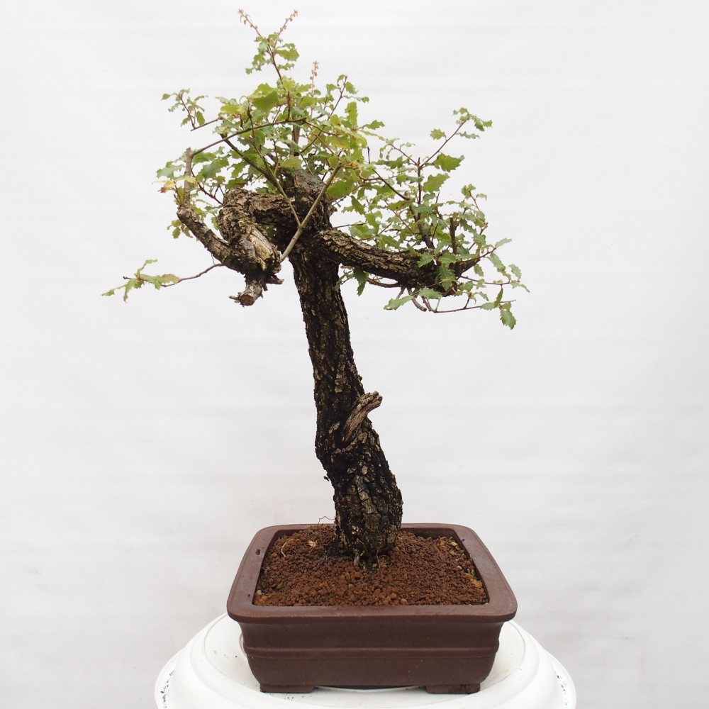 Yamadori - Quercus Ilex - Eichenstechpalme