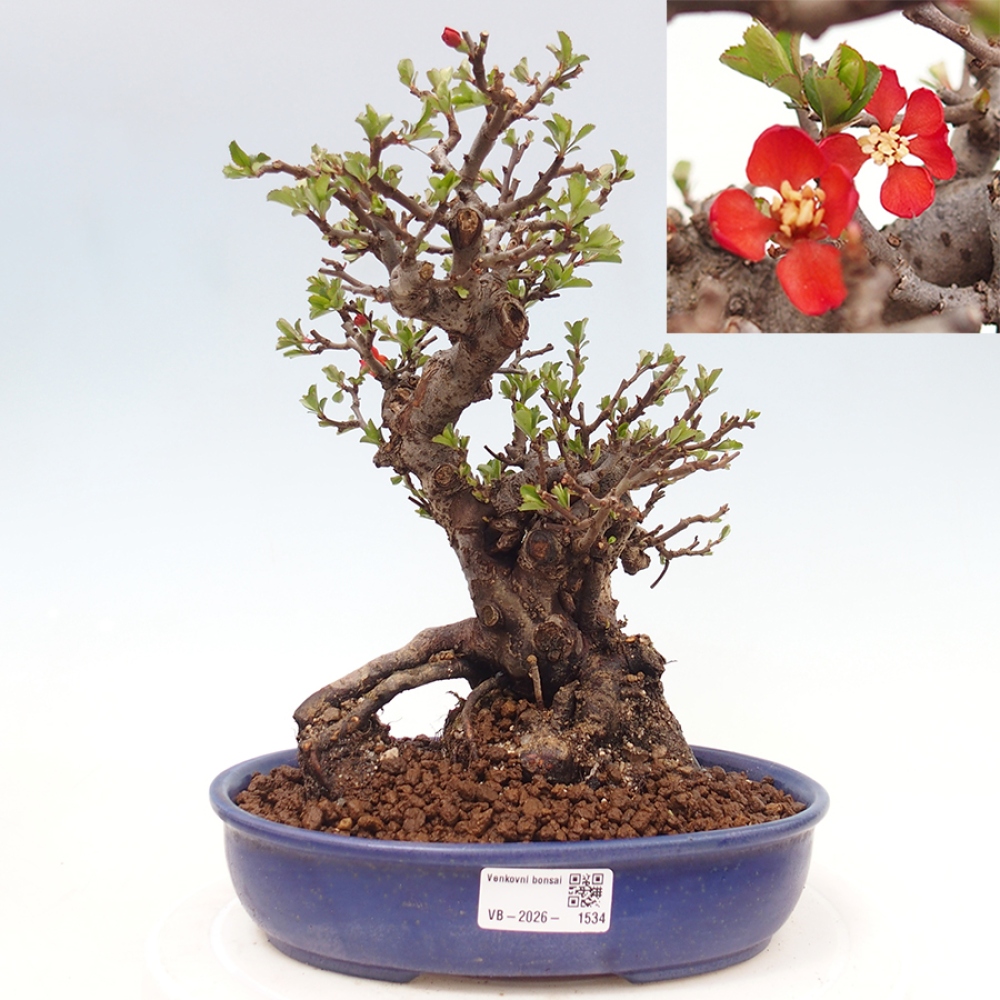Bonsai für draußen - Chaneomeles speciosa - Quitte
