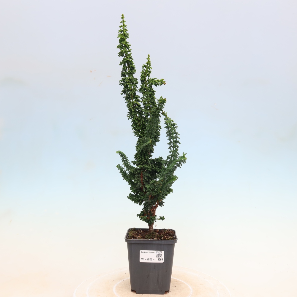 Bonsai für draußen - Cham. obtusa SEKKA HINOKI - Zypresse