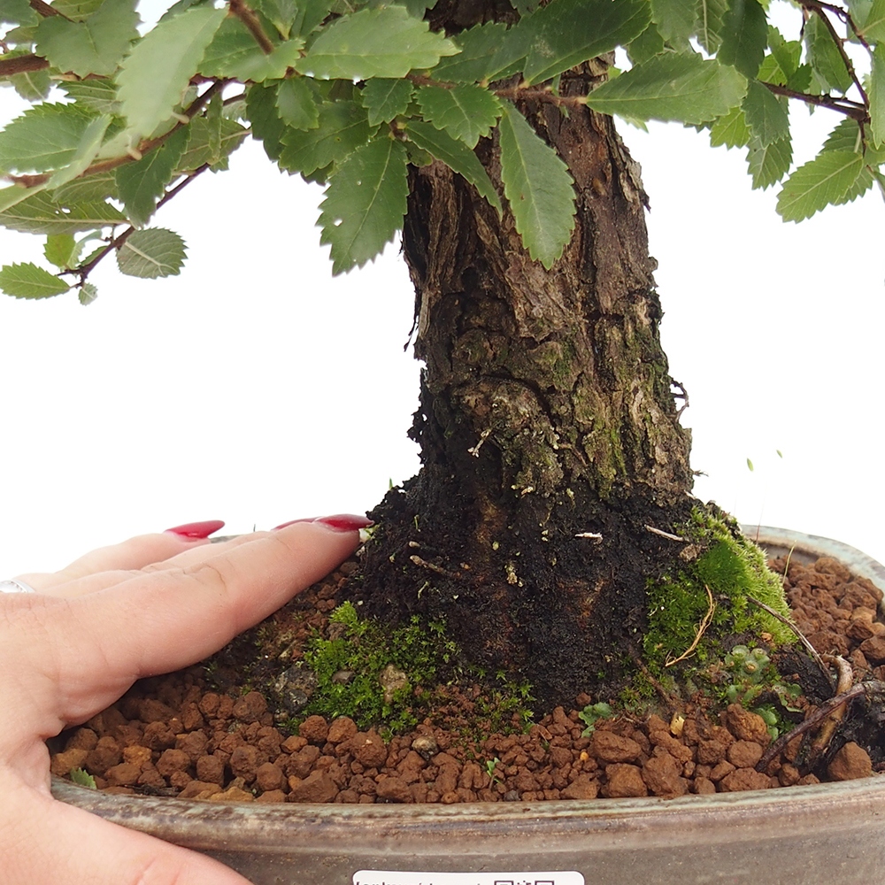 Bonsai für draußen - Zelkova - Zelkova NIRE