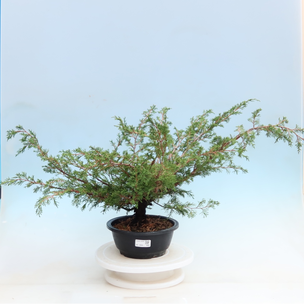 Bonsai für den Außenbereich – Juniperus chinensis Itoigawa – Chinesischer Wacholder