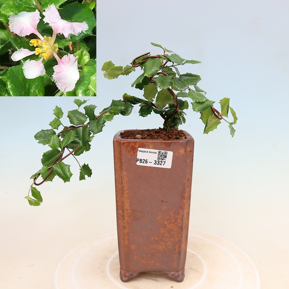 Zimmerbonsai – Barbados-Kirsche (Malpighia coccigera)
