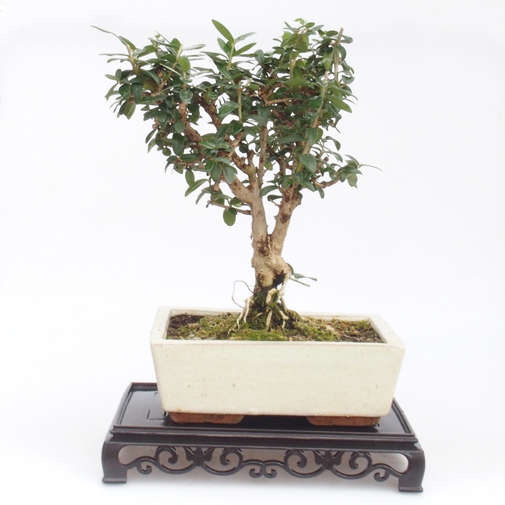 Bonsai Tisch Kunststoff Rechteck 22 x 14 x 4 cm, schwarz