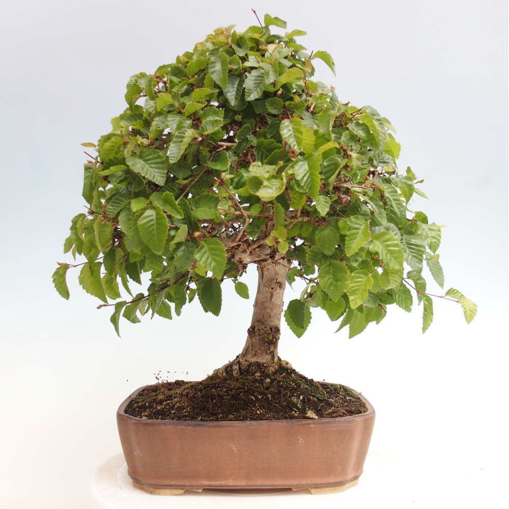Bonsai für draußen -Carpinus CARPINOIDES - Koreanische Hainbuche