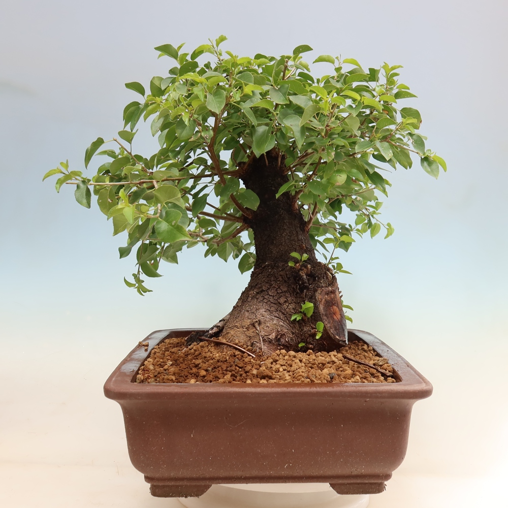 Bonsai für draußen - Mahalebka - Prunus mahaleb