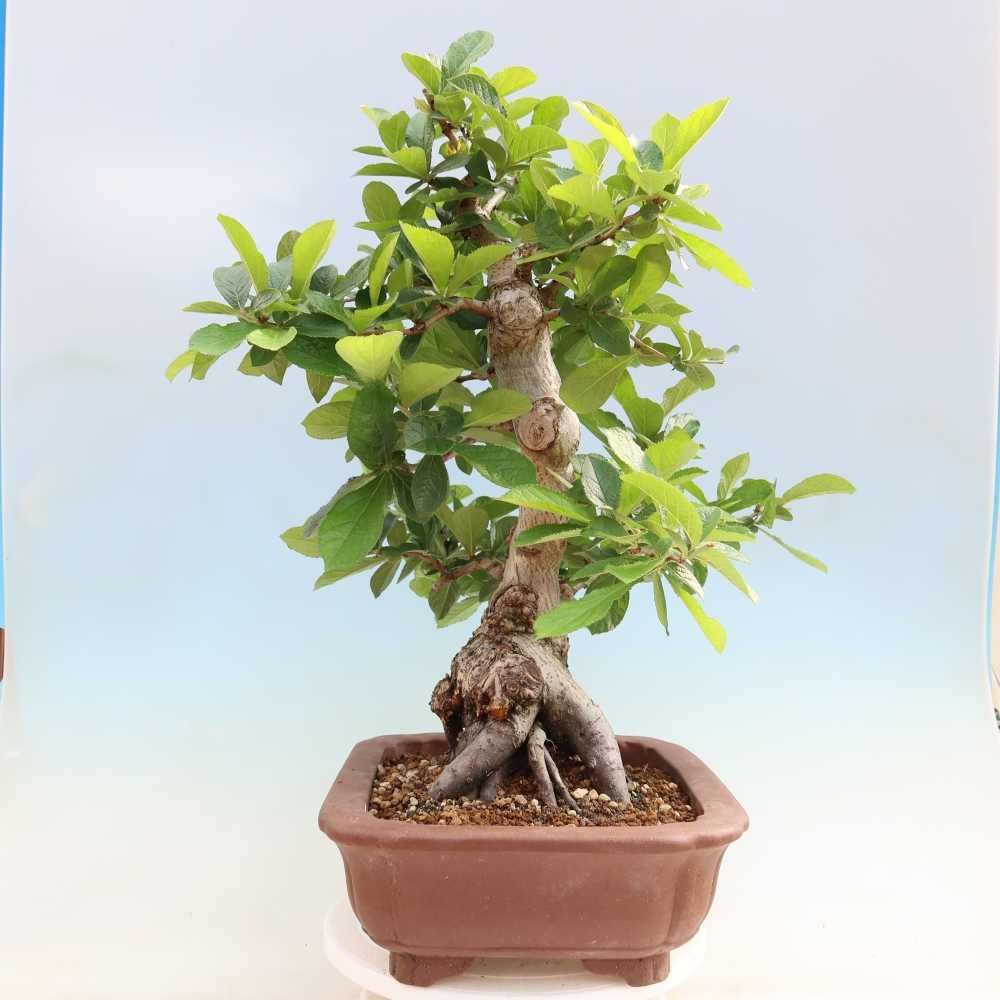 Bonsai für draußen - Photinia villosa