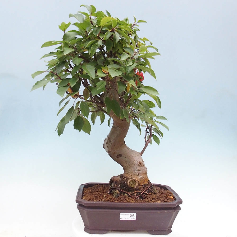 Outdoor-Bonsai -Malus halliana - Kleinfrüchtiger Apfelbaum
