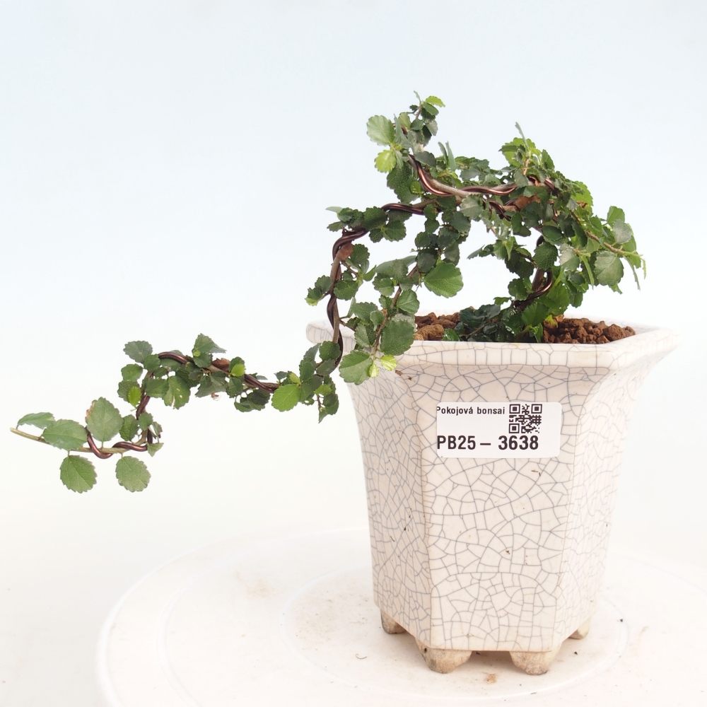 Zimmerbonsai - Grewia sp. - Grewia malafolia