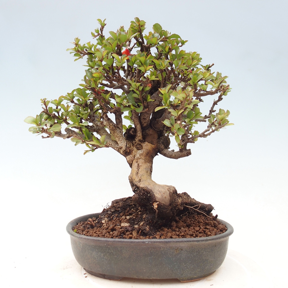 Bonsai für draußen - Chaneomeles speciosa - Quitte