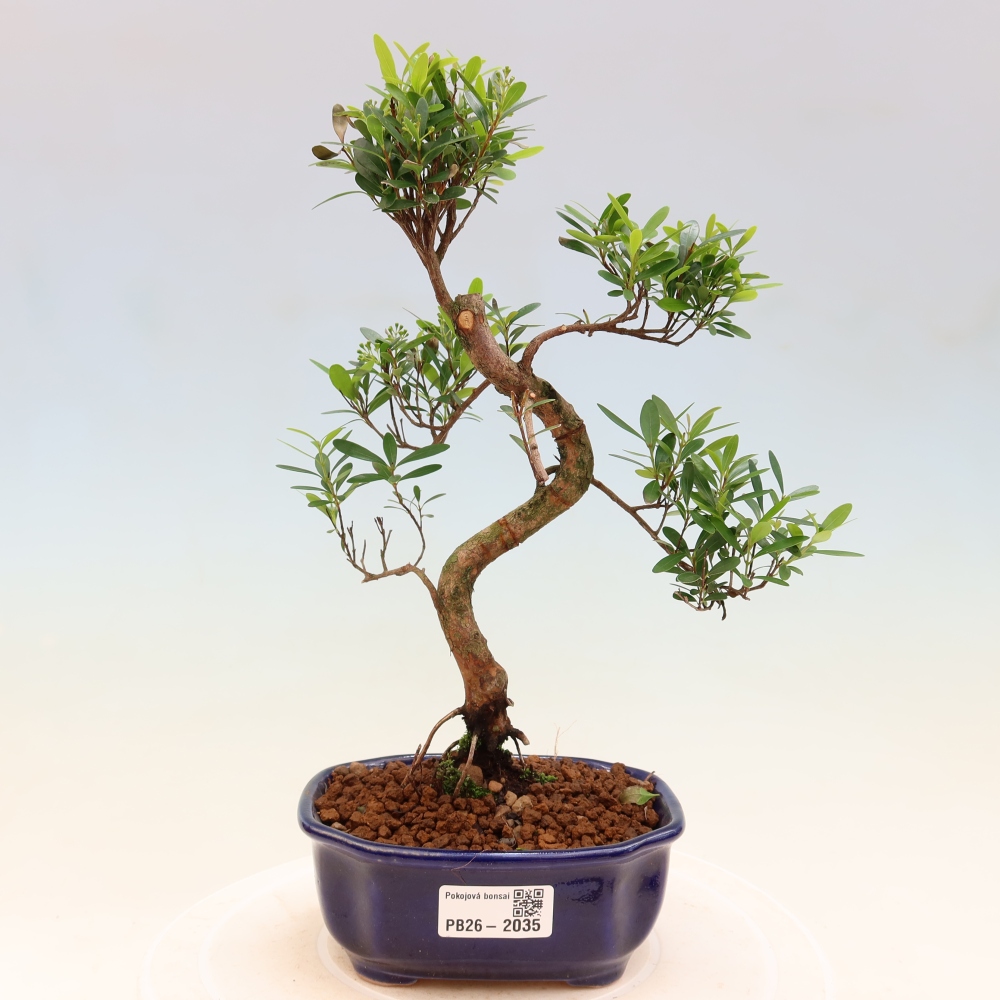 Zimmer Bonsai - Syzygium - Piment
