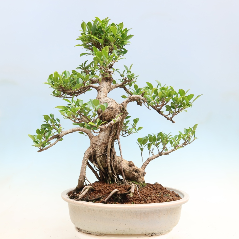 Zimmerbonsai - Ficus kimmen - Kleinblättriger Ficus