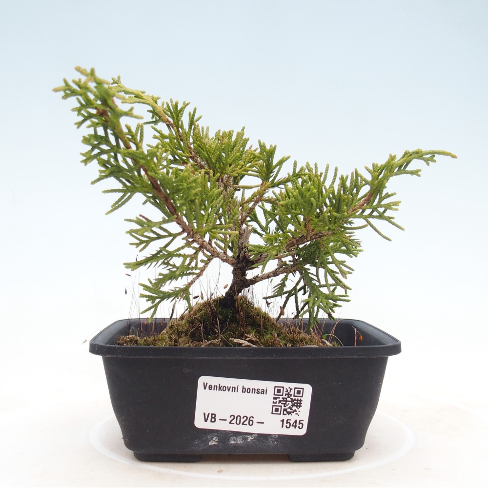 Bonsai für draußen - Juniperus chinensis Itoigawa