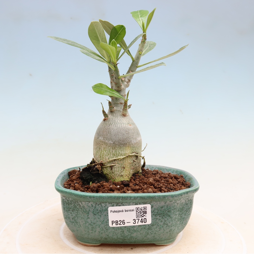 Zimmerbonsai – Adenium obesum „Red Star“ – Wüstenrose
