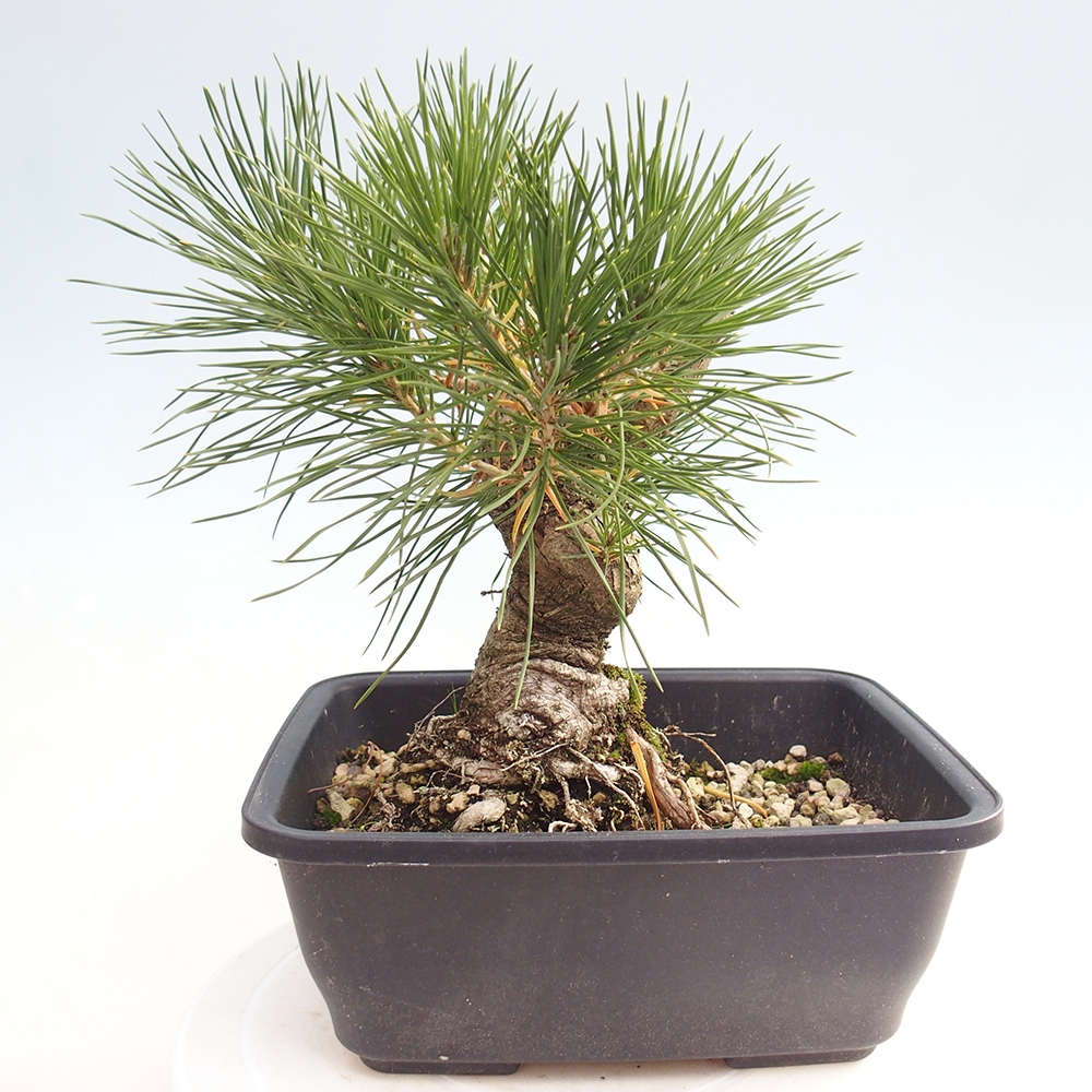 Bonsai für draußen - Pinus thunbergii - Thunberg-Kiefer
