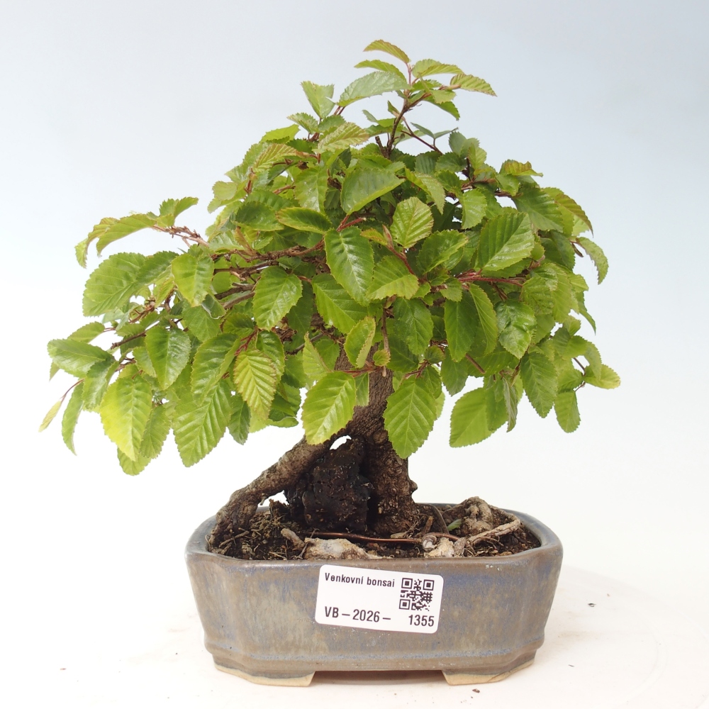 Bonsai für draußen -Carpinus CARPINOIDES - Koreanische Hainbuche