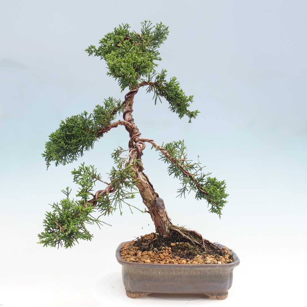 Bonsai für draußen - Juniperus chinensis Kishu