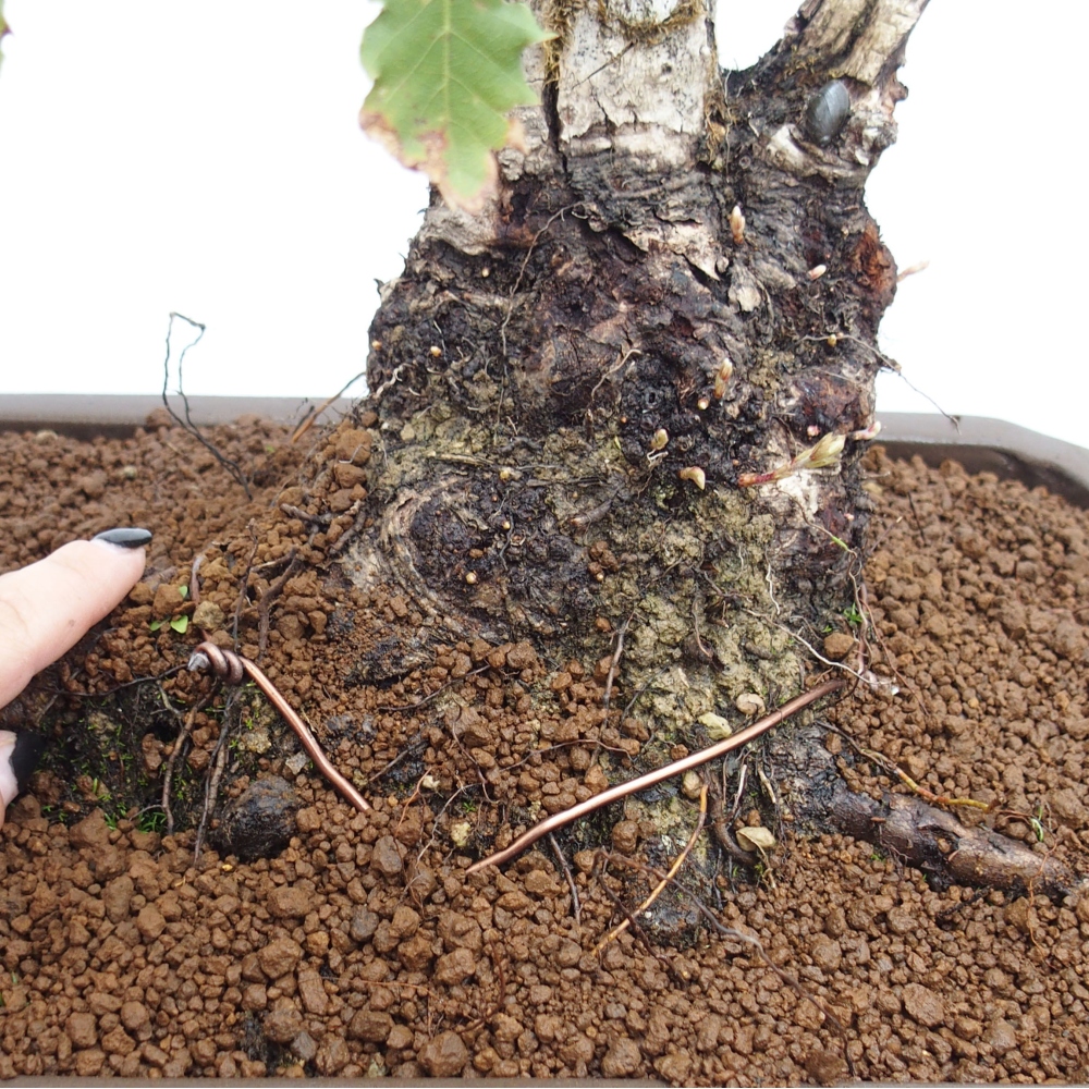 Yamadori - Quercus Ilex - Eichenstechpalme