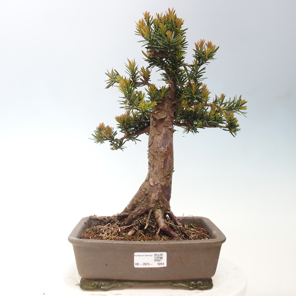 Bonsai für draußen - Taxus cuspidata - Japanische Eibe