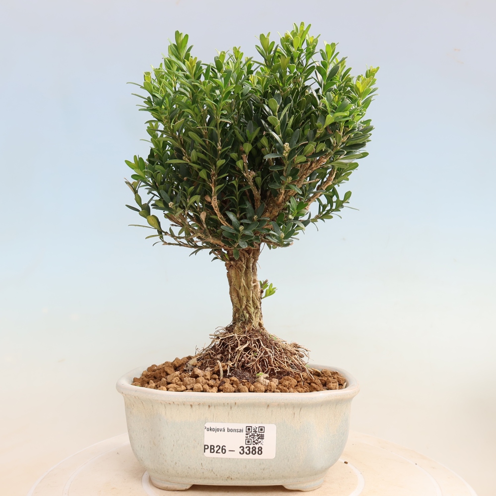 Zimmer Bonsai - Buxus harlandii - Korkbuxus